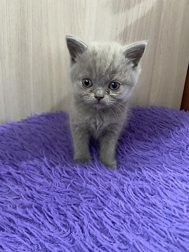 кошка крысолов: Британский короткошёрстный котёнок, окрас голубой девочка — 2