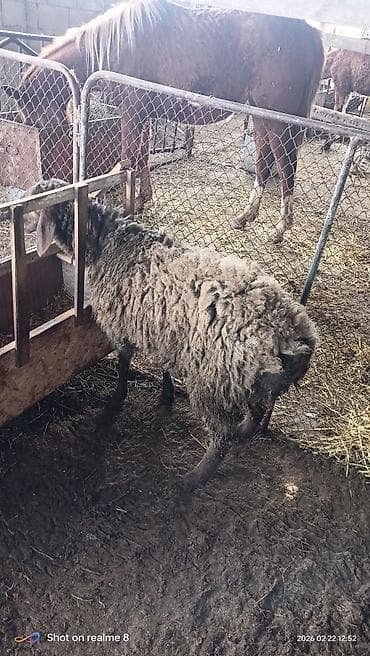 Ветеринар кызматы: Сатам | Кочкор (эркек) | Эдильбай | Союуга | Жасалма жол менен боозутуу — 2