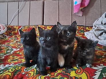 возьму котят: Беспородная, 2 месяца, Девочка, Черный, Приучена к лотку — 2
