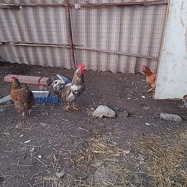 мал доктор: Продаю | Петух | Для разведения — 2