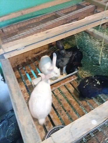 кролик самец: Продаю | Крольчата | Для разведения — 5