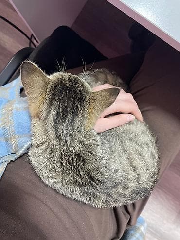 маленький кошка: 4 месяца, Девочка, Приучена к лотку, Проглистована — 6