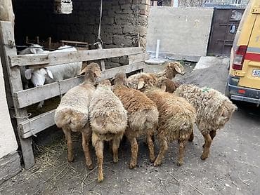 german shepherd: Продаю | Ягненок | На забой — 2