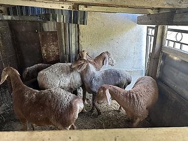 жылкы жаныбар: Сатам | Ургаачы кой (ургаачы), Козу, Кочкор (эркек) | Союуга, Көбөйтүү үчүн — 6