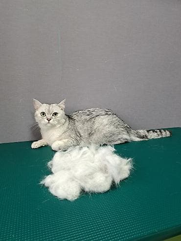 где можно подстричь кота: Экспресс линька для кошек. Груминг кошек. Стрижка кошек. Вычес шерсти — 1