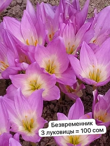 подснежник: Галантус Оптом (от 20 шт и более): нецветущая луковица большая 20 сом — 4