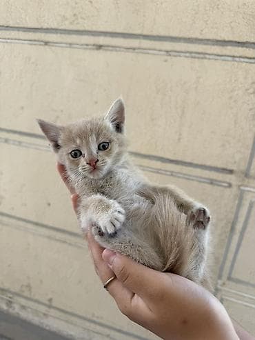 кошка домашняя: Котята, примерно 2-3 месяца. На выбор несколько окрасов: - — 3