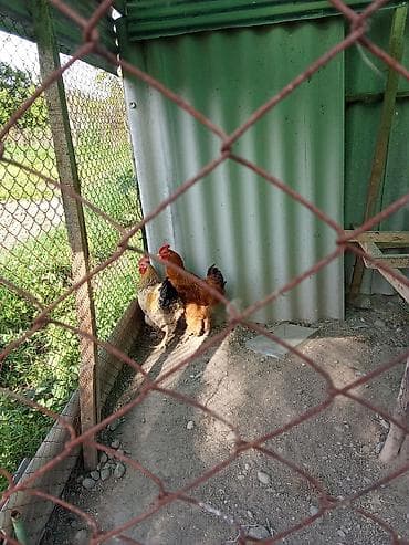 сколько стоит мальтипу мини: Продаю | Петух | Для разведения — 5