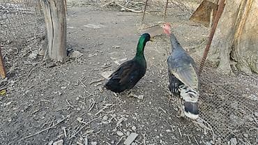 Козы, козлы: Птицы для приусадебного хозяйства. - Утка с насыщенным тёмно‑зеленым — 6