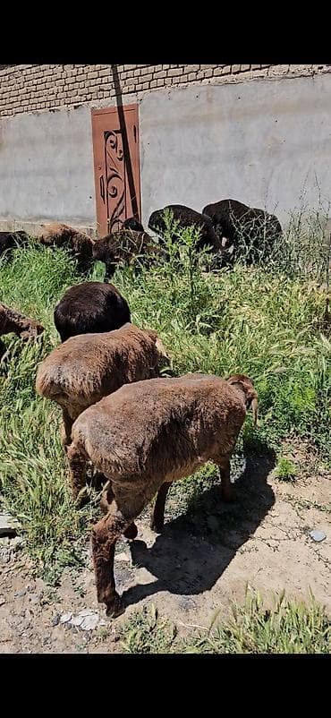 карп кои: Продаю | Ягненок | Для разведения — 3