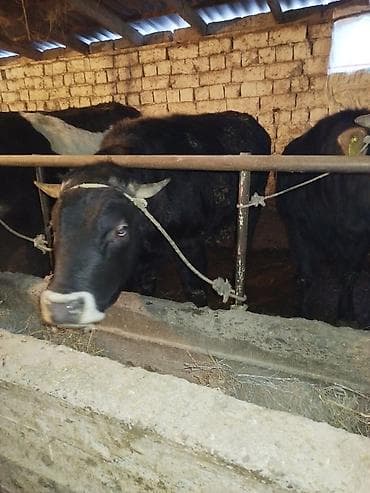 уй сх животное: Продаю | Бык (самец) | На откорм | Привязанные — 6
