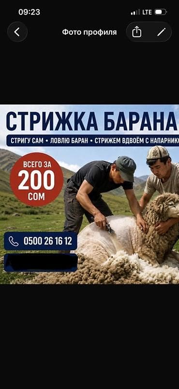 шкуру: Стрижка баранов. 200 сом — 1