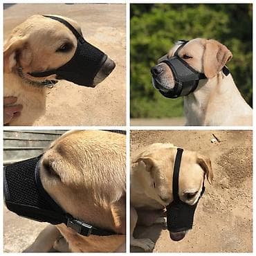 Большой выбор намордников для выгула собак,а так же