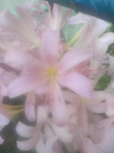 Продаю очень красивые цветы для цветника или клумбы. Размножаются