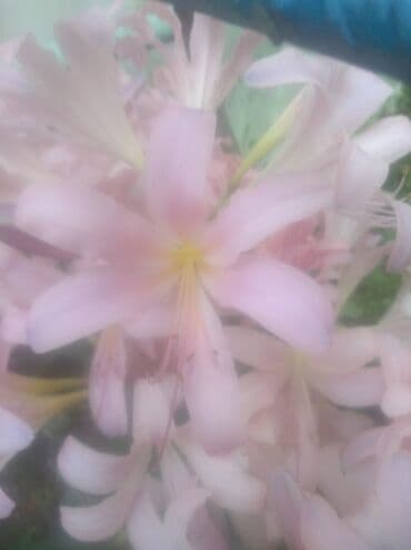 выскочка: Продаю очень красивые цветы для цветника или клумбы. Размножаются — 1