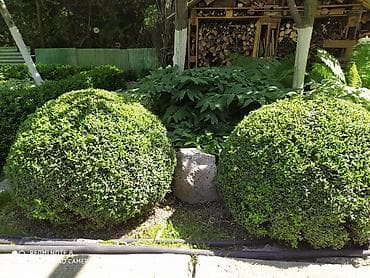 дубовый веник цена: Продаю Самшит, Большой выбор, цена Договорная. Сергей — 3