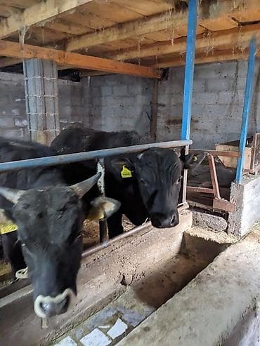 животные корова: Продаю | Бык (самец) — 3