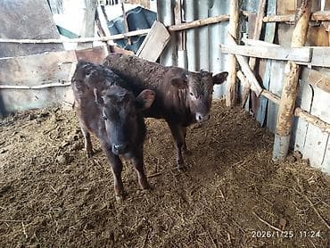 Продаю | Тёлка | На откорм | Привязанные at lalafo.kg Продаю | Тёлка | На откорм | Привязанные