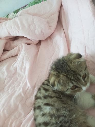 сиамский кошка: Пордам цена договорная — 2