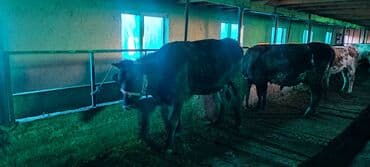скупка кукуруз: Продаю | Корова (самка) | Для молока | Привязанные — 10