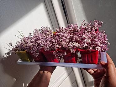 черенки фуксии купить: Кализия-Детки!!!Живые горшочные растения – стелющийся — 4