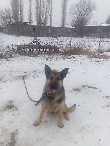 растение для аквариума: Овчарка, 1 год, Самец, С прививкой — 5