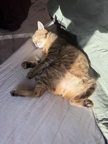 котята в дар: Кошка даром: Беспородная, Девочка — 1