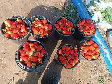 Продукты питания: Клубника Альбион, Оптом — 1