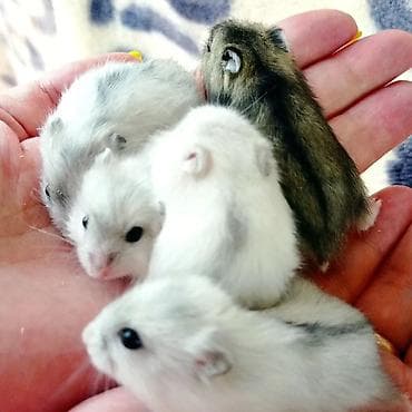 Аламанчыктар (хомяки): Продаются хомячки джунгарские, сирийские, ангорские пушистые хомячки — 3