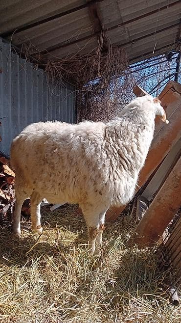 маленькие барашки: Продаю | Овца (самка) | На забой — 2