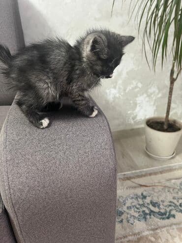 экзотическая короткошёрстная кошка: Котёнок, пушистый черно‑дымчатый с белыми “носочками” и грудкой — 5