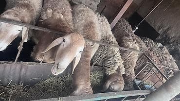 Ветеринар кызматы: Сатам | Кочкор (эркек) | Арашан | Көбөйтүү үчүн | Асыл тукумдуу, Жасалма жол менен боозутуу — 2