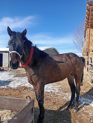 кукуруза беловодское: Продаю | Конь (самец) | Кара Жорго | Конный спорт | Племенные — 1