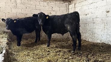 продать свинью: Продаю | Бык (самец), Музоо, торпок | Абердин-ангус | На откорм — 5