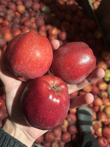 одежды для малышей: Яблоки Оптом — 2