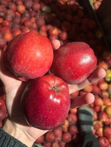 стол письменный б: Яблоки Оптом — 2