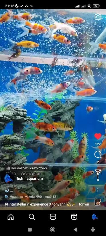 какие рыбы есть в кыргызстане: Рыбки более 40 видов. Аквариумные рыбки. Рыба бишкек. Балык. Алтын — 5