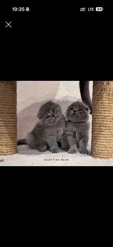 chi su: Скотиш Фолд (Шотландская вислоухая), 2 месяца, Мальчик, Серый, Приучена к лотку — 2