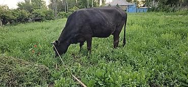 Продаю | Корова (самка), Бык (самец), Тёлка | Алатауская | Для разведения, Для молока | Стельные