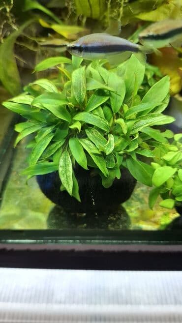 Линолеум: Аквариумные растения — живые, выращенные в воде Предлагаются — 7