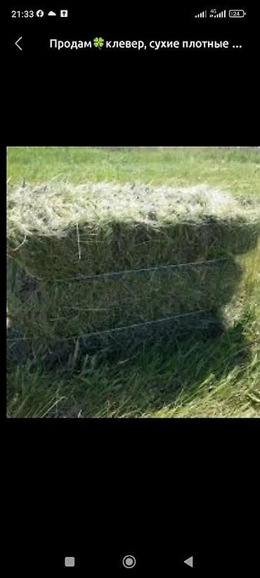 Клеверное сено в тюках. - Сухие, плотные тюки утупка будет адресс at lalafo.kg Клеверное сено в тюках. - Сухие, плотные тюки утупка будет адресс