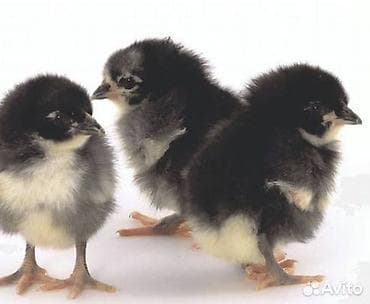 куры несушки: Продаю | Цыплята | Для разведения — 1