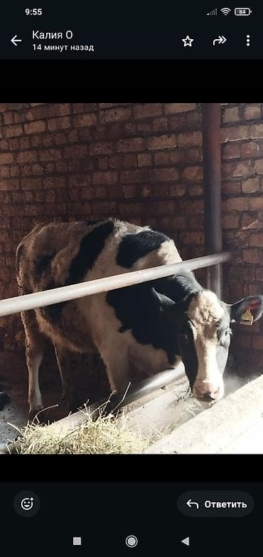 овцы гиссары: Продаю | Тёлка | Для молока | Искусственник — 2