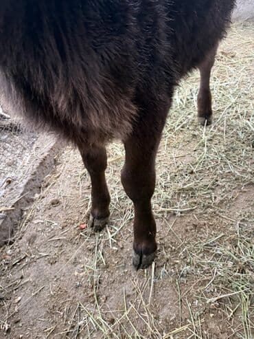 купить калифорнийского червя: Продаю | Музоо, торпок | На откорм | Искусственник — 6