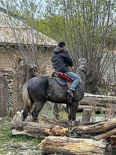 ротвейлер щенок купить: Продаю | Жеребенок | Рабочий — 1