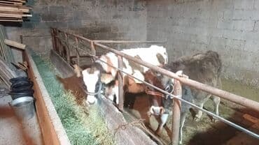 собака булдок: Сатам | Кунаажын | Аргын | Көбөйтүү үчүн, Бордоп семиртүү үчүн — 4