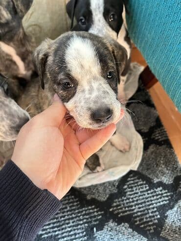 японская порода собак акита: Питбуль, 1 месяц, Самка, С родословной — 2