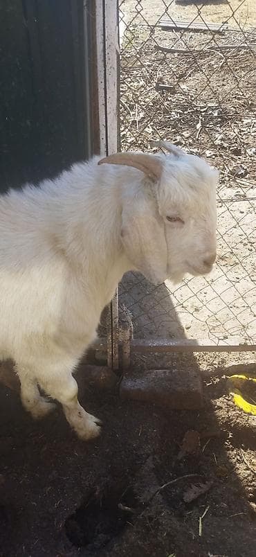 Зоотовары: Продаю | Козёл (самец) | Битал | Для разведения | Племенные — 2