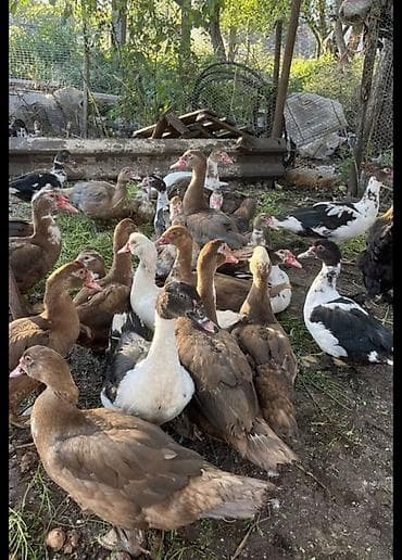 дорого тай: Продаю утки 200шт оптом по 700с Будет уступка если все купите сразу — 2