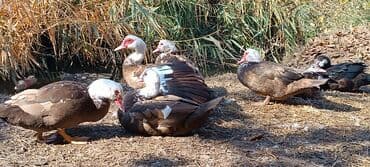 продаю в связи с переездом: Срочно продается индоутки — 1